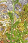 Running clubmoss